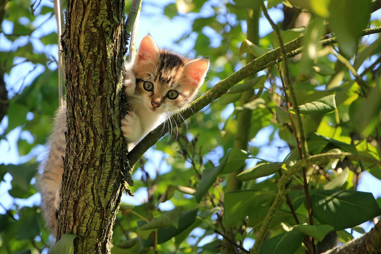 Baby Katze sitzt auf einem Baum