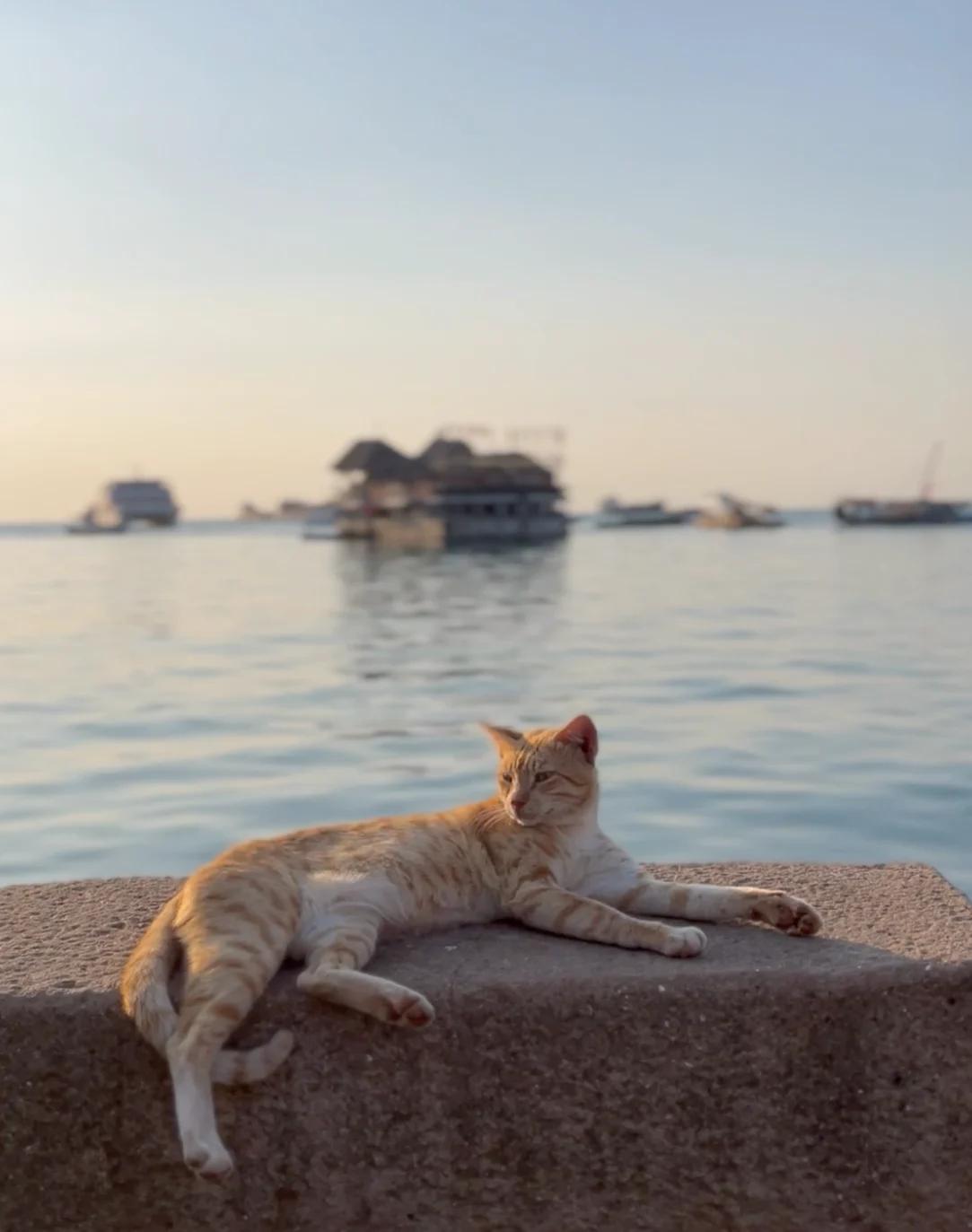 Katze liegt entspannt am Meer