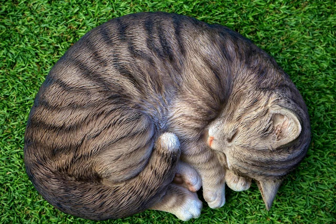 Katze liegt zusammengerollt auf Gras